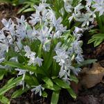 Scilla mischtschenkoana - Sterhyacint, streephyacint