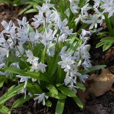 Scilla mischtschenkoana - Sterhyacint, streephyacint