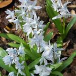 Scilla mischtschenkoana - Sterhyacint, streephyacint