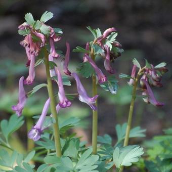 Corydalis solida