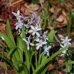 Scilla mischtschenkoana - Sterhyacint, streephyacint