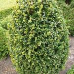 Buxus microphylla 'John Baldwin' - Buxus, palm