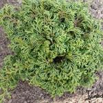 Chamaecyparis obtusa 'Maureen' - Schijncypres