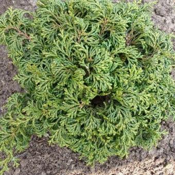 Chamaecyparis obtusa 'Maureen'