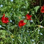 Tulipa sprengeri - Tulp