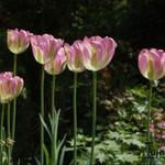 Tulipa 'Groenland' - Tulp