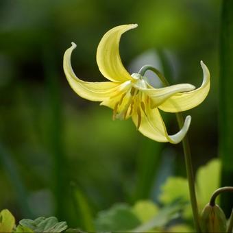 Erythronium 'Pagoda'