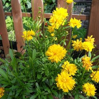 Calendula officinalis