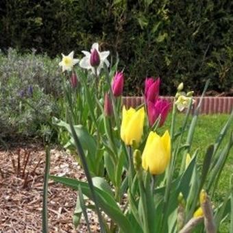 Tulipa