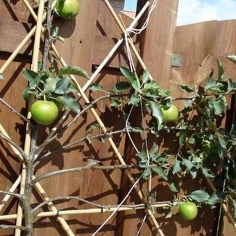 Malus domestica 'Jonagold'