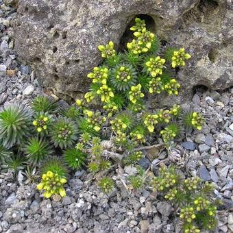 Draba aizoides