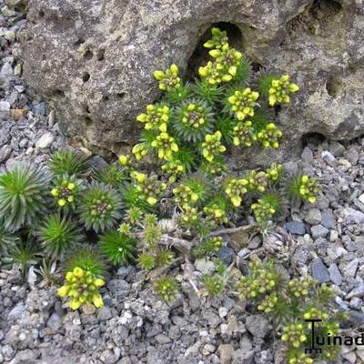 Geel hongerbloempje - Draba aizoides