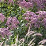 Eupatorium maculatum 'Glutball' - Koninginnenkruid