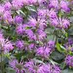 Bergamotplant, muntbladige bergamot - Monarda fistulosa  subsp. menthifolia