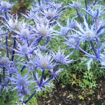 Eryngium bourgatii