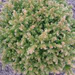 Cryptomeria japonica 'Vilmoriniana - Cipres