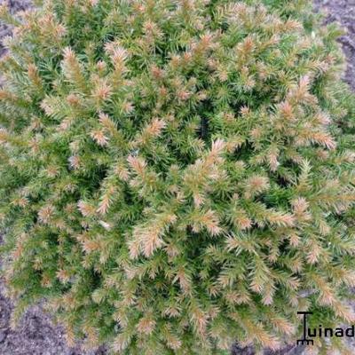 Cryptomeria japonica 'Vilmoriniana - Cipres