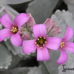 Kalanchoe pumila 'Silver Gray' - Kalanchoe