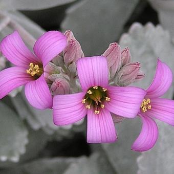 Kalanchoe pumila 'Silver Gray'