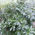 Pittosporum tobira 'Nanum' - Australische laurier - Pittosporum tobira 'Nanum'