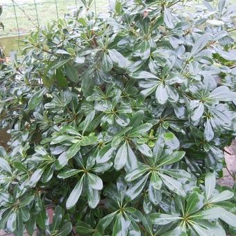 Pittosporum tobira 'Nanum'