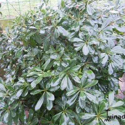 Pittosporum tobira 'Nanum' - Australische laurier