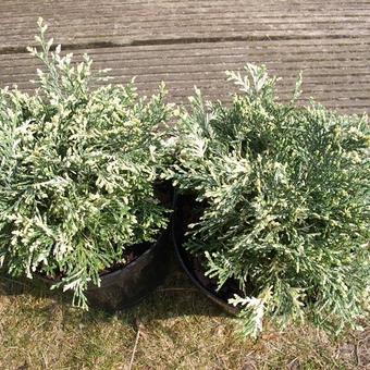 Chamaecyparis lawsoniana 'Pearly Swirl's'