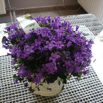 Campanula addenda 'Blue Planet'