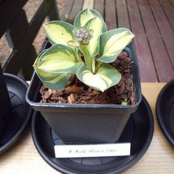 Hosta 'Holy Mouse Ears'