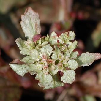 Chrysosplenium macrophyllum