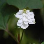 Houttuynia cordata 'Plena' - Moerasanemoon