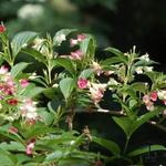 Weigela florida 'Versicolor' - Weigela