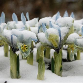 Iris 'Katharine Hodgkin'