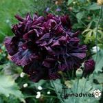 Papaver somniferum 'Black Paeony' - Slaapbol, Klaproos