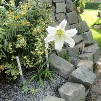 Lilium formosanum