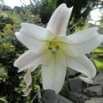 Lilium formosanum - Lelie