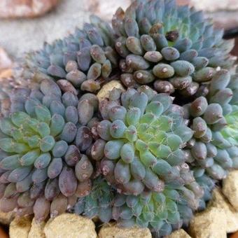 Echeveria setosa var. deminuta