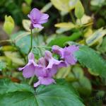 Cardamine pentaphylla - Pinksterbloem