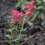 Corydalis solida 'George P. Baker' - Vingerhelmbloem, vogeltje-op-de-kruk