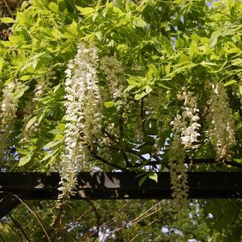 Wisteria floribunda  'Alba'