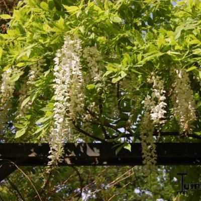 Wisteria floribunda  'Alba' - Blauwe regen (witte)