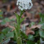 Petasites palmatus - Hoefblad