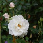 Rosa 'Schneewittchen' - Roos