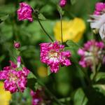 Silene flos-cuculi 'Jenny' - Dubbele koekoeksbloem