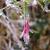 Fuchsia magellanica