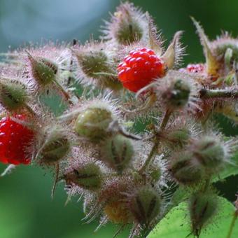 Rubus phoenicolasius