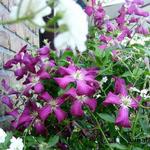 Clematis viticella 'Madame Julia Correvon'  - Bosrank