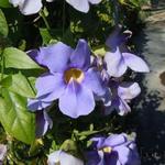 Thunbergia grandiflora  - Bengaalse trompet