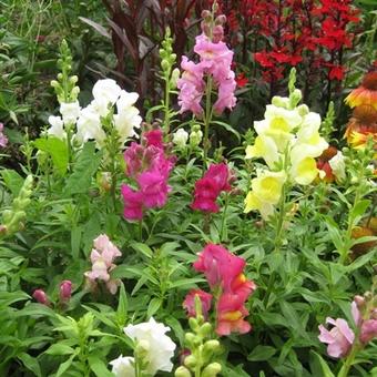 Antirrhinum majus