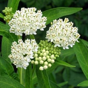 Asclepias incarnata 'Ice Ballet'